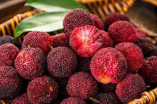 Myricarubra Myricarubra