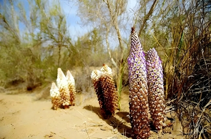 herba cistanche herba cistanche