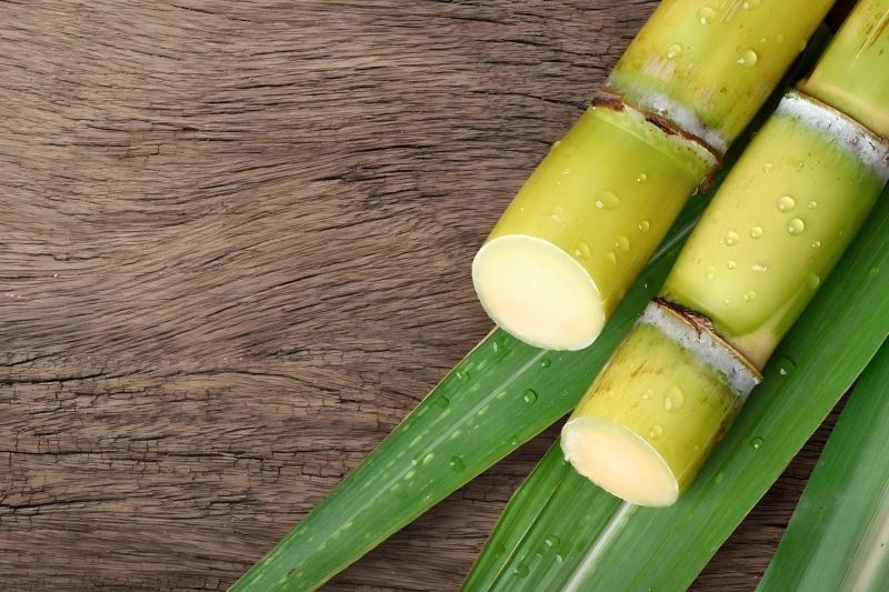 sugar cane