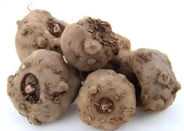 konjac root konjac root