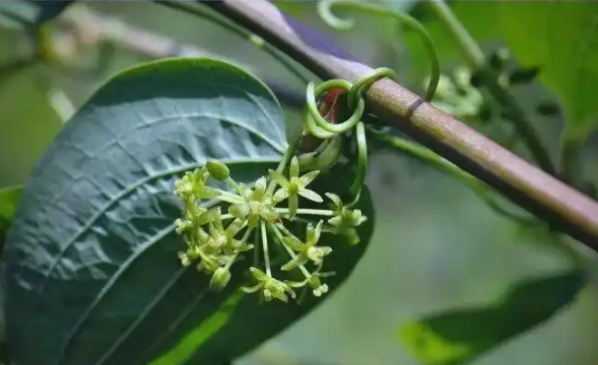 Smilax sieboldii
