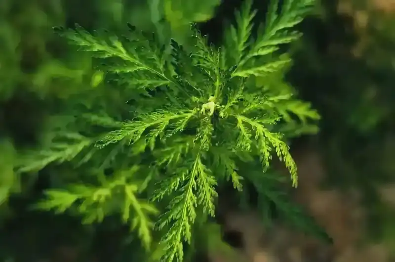 Artemisia annua plant Artemisia annua plant