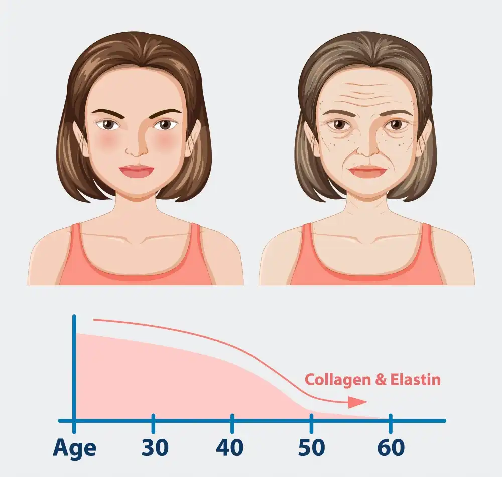 collagen elastin and aging process collagen elastin and aging process