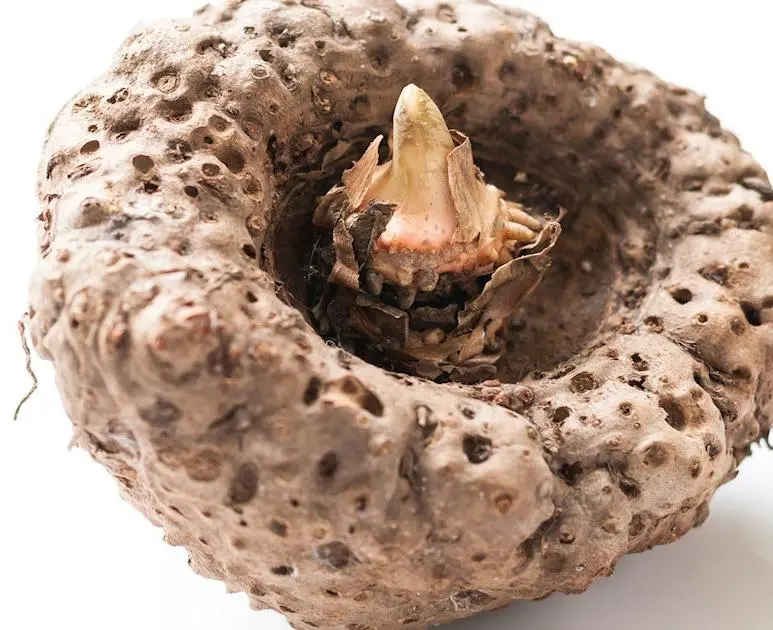 root of the konjac plant