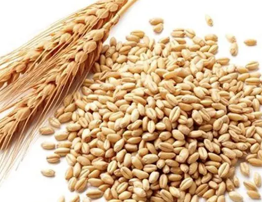 wheat germ