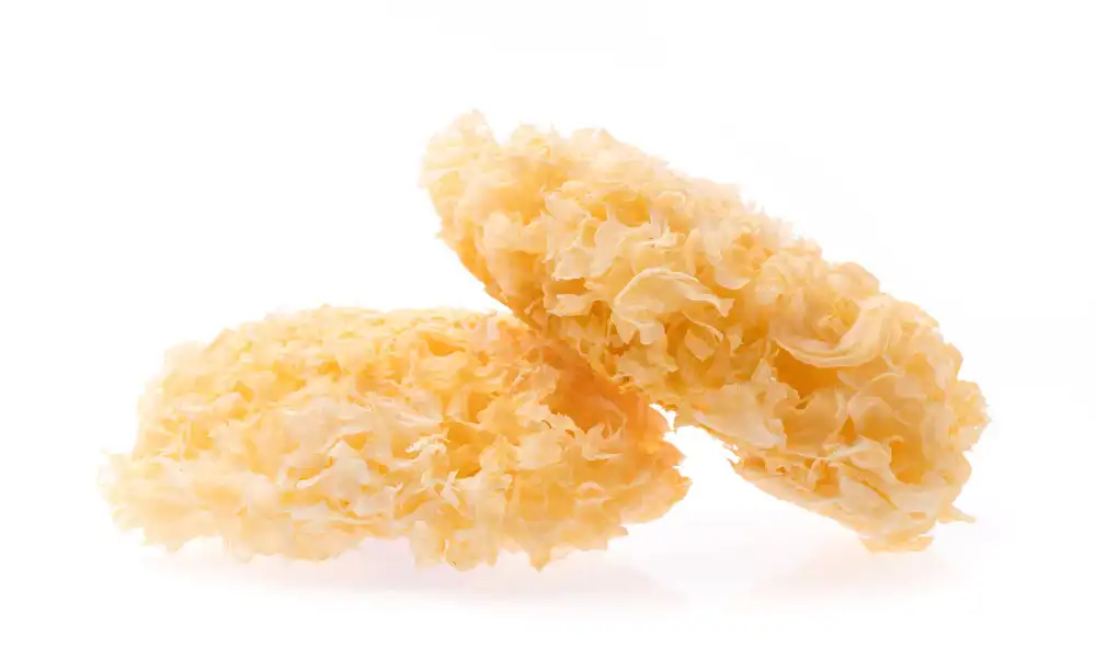 Tremella fuciformis mushroom