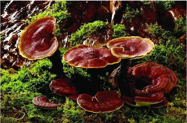 reishi reishi