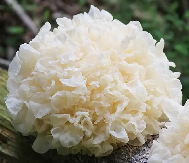 white fungus white fungus