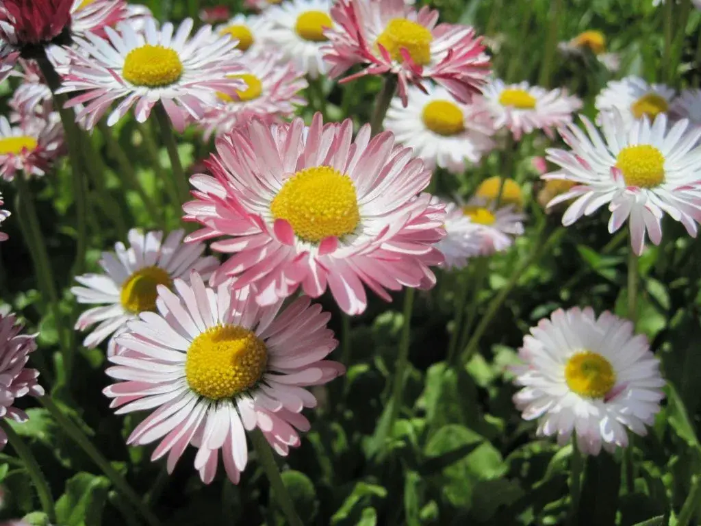 Erigeron Breviscapus Erigeron Breviscapus
