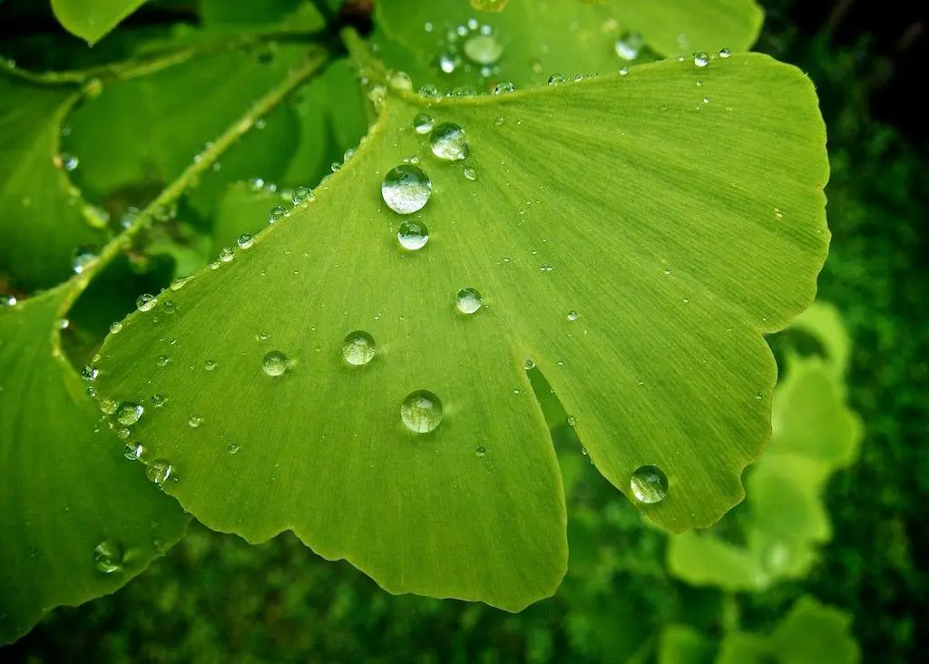 Ginkgo Biloba Leaf Ginkgo Biloba Leaf