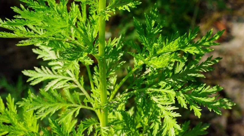 Artemisia apiacea Artemisia apiacea