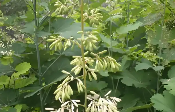Macleaya Cordata Macleaya Cordata