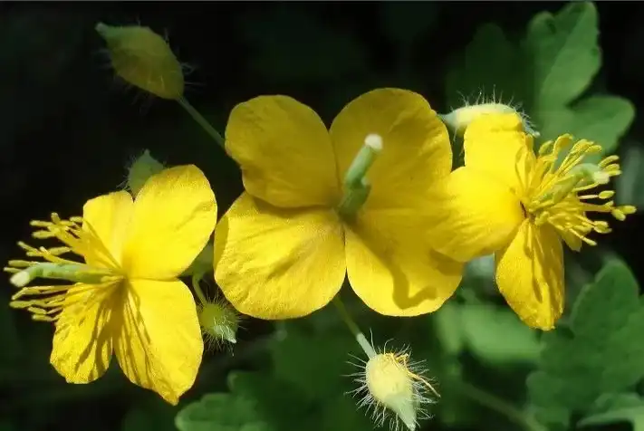 greater celandine greater celandine