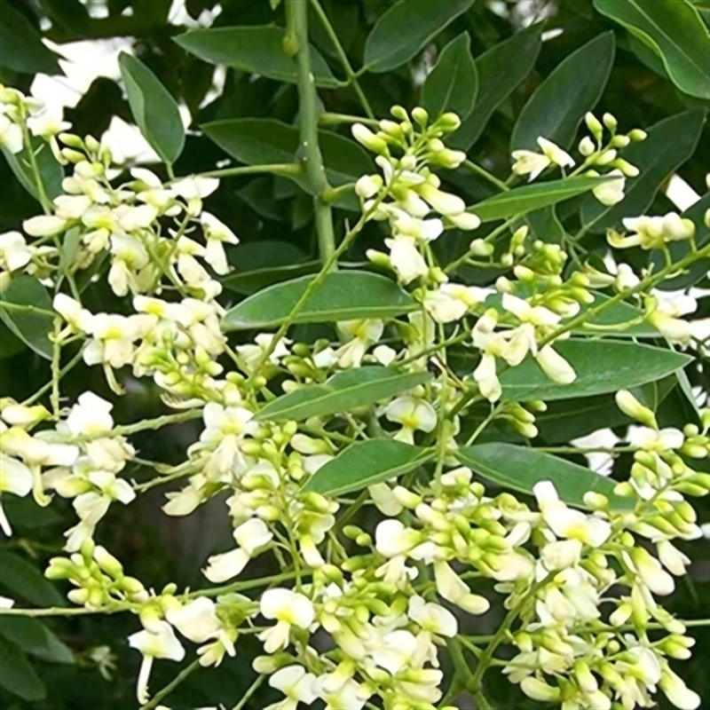 Sophora Japonica