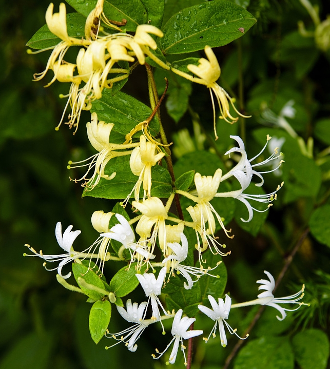Honeysuckle Honeysuckle