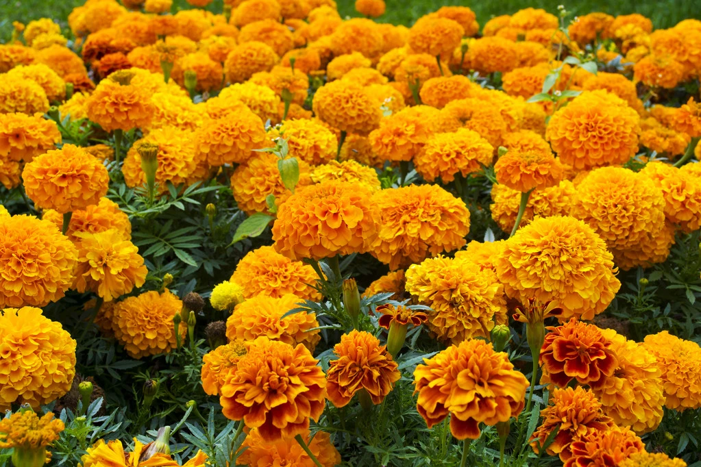 marigold flowers