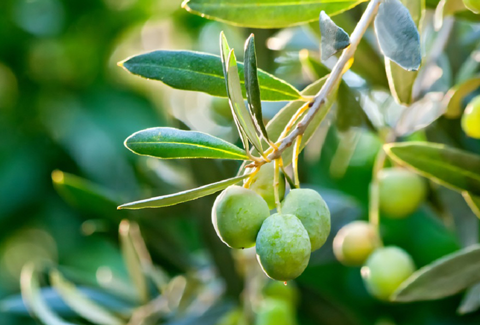 Olive Leaf Olive Leaf