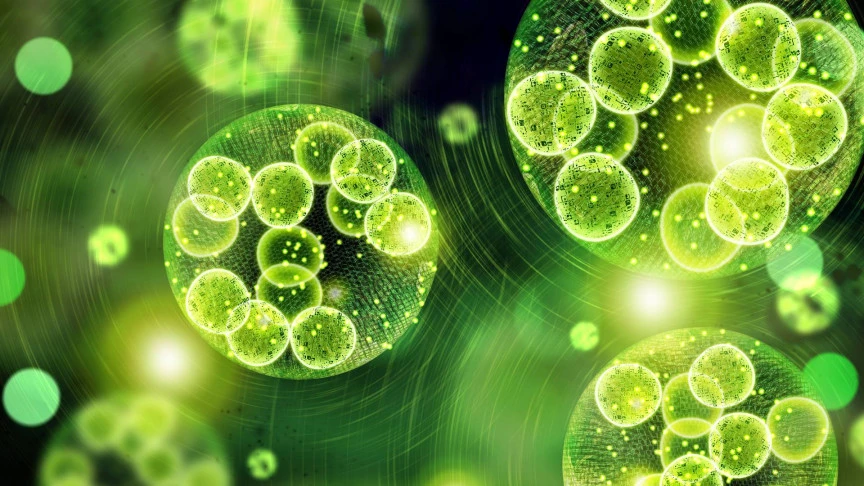 Chlorella