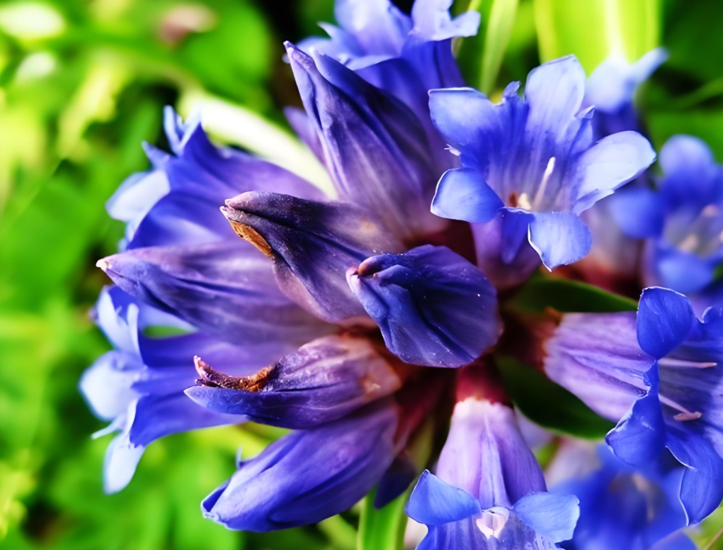 Coleus Forskohlii Coleus Forskohlii