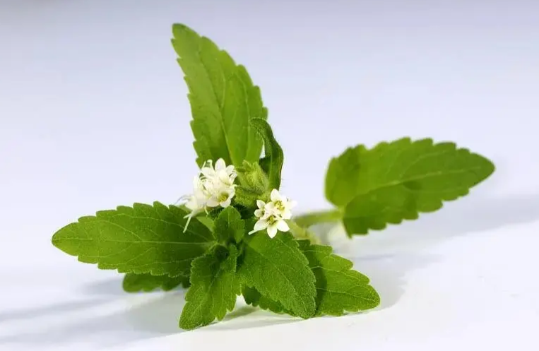 Stevia rebaudiana Stevia rebaudiana