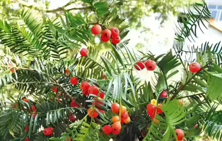 Pacific yew Pacific yew