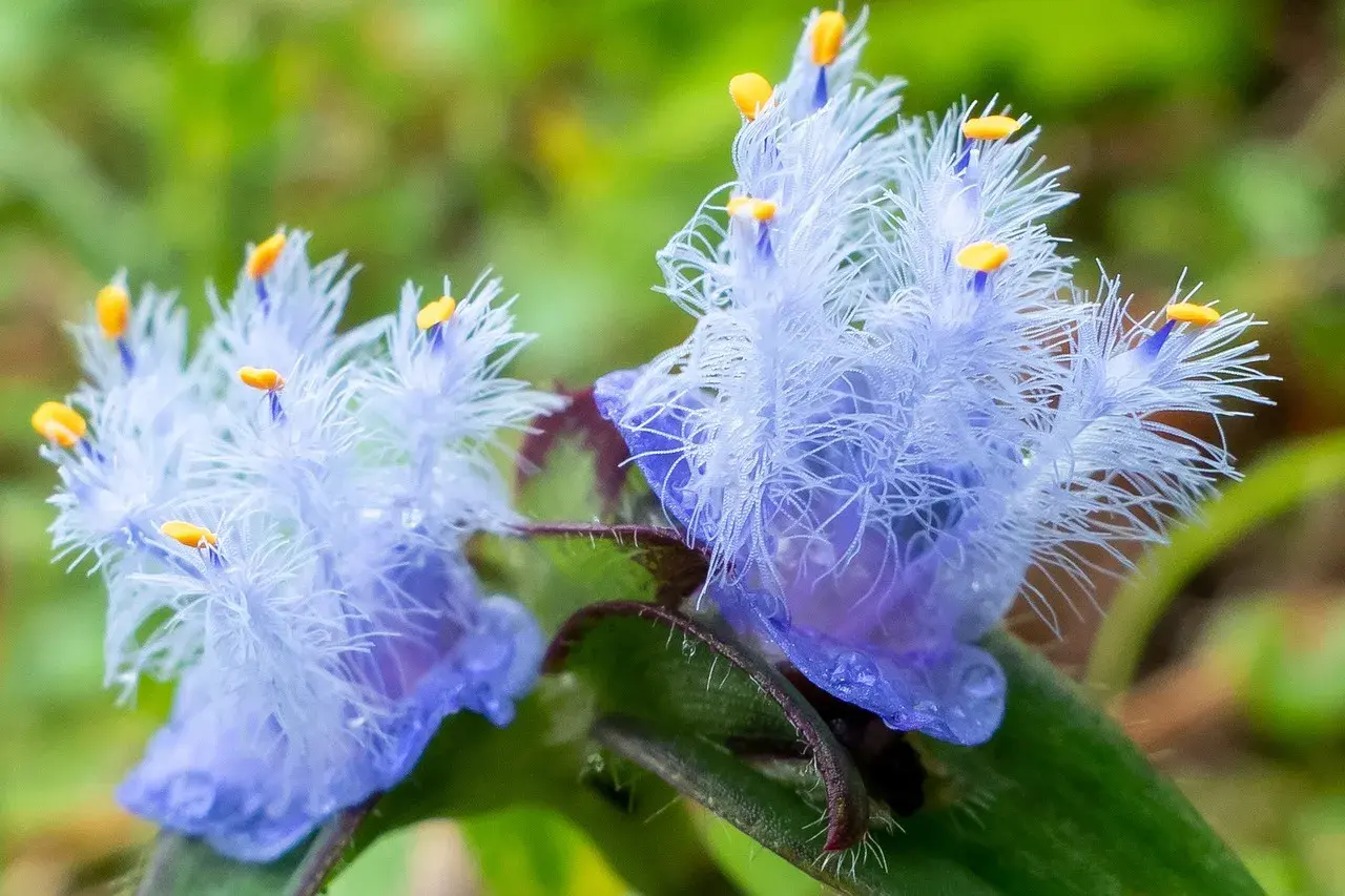 Cyanotis arachnoidea Cyanotis arachnoidea