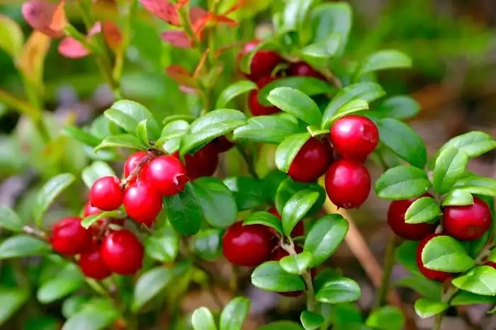 bearberry bearberry