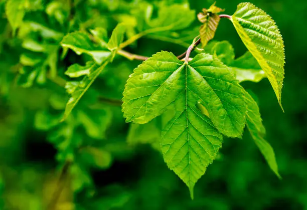 mulberry leaf