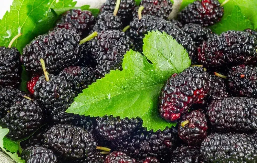 mulberry fruit