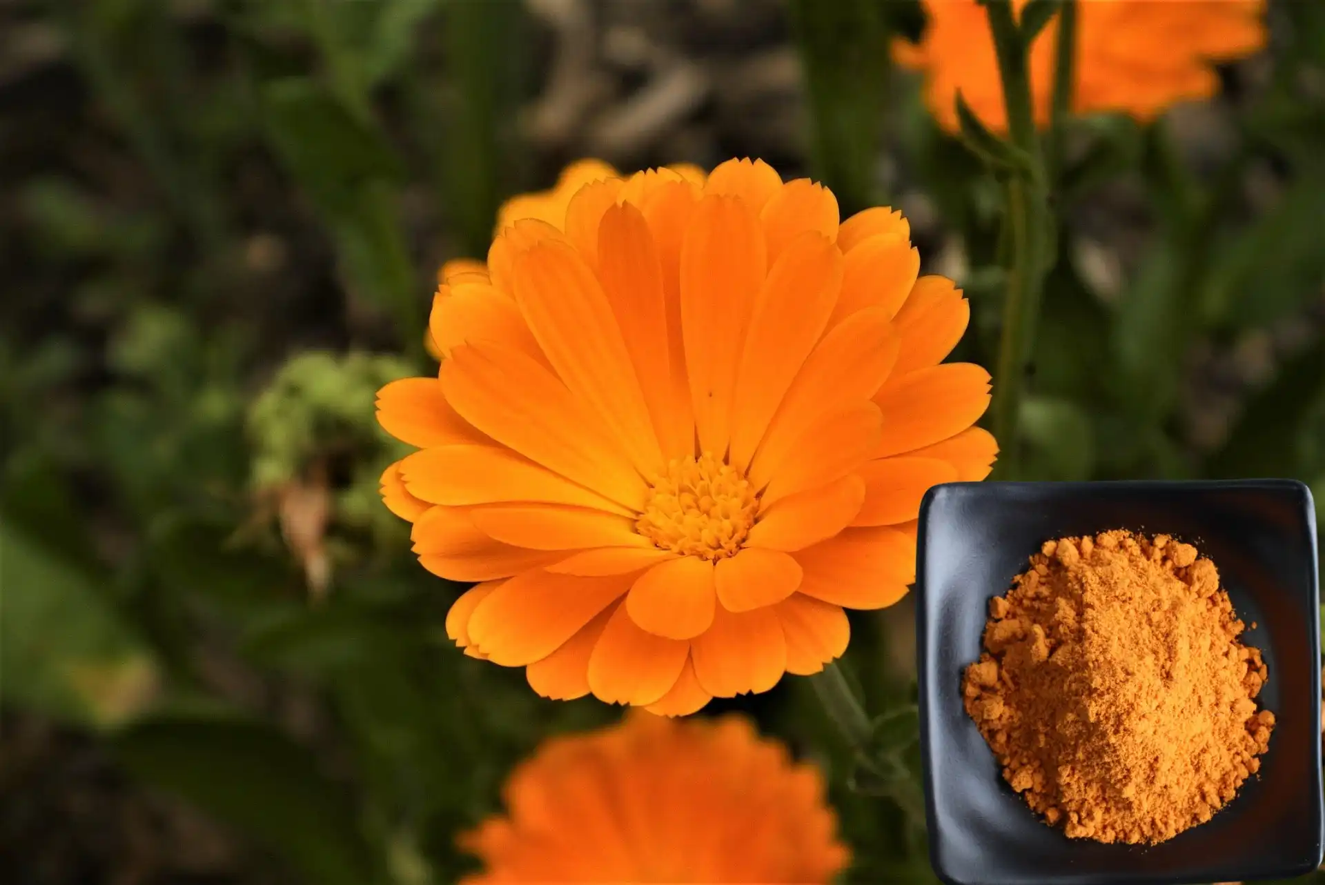 lutein powder lutein powder