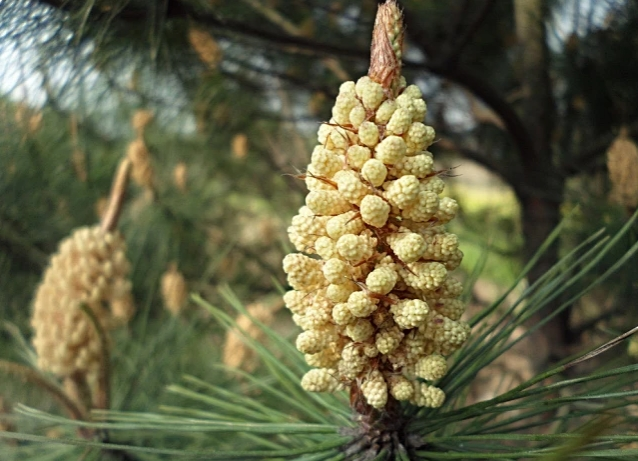 masson pine masson pine