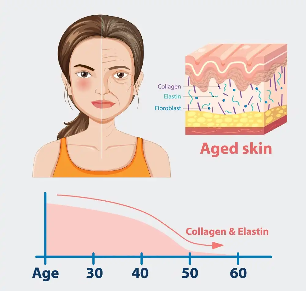 aged skin & collagen decrease aged skin & collagen decrease