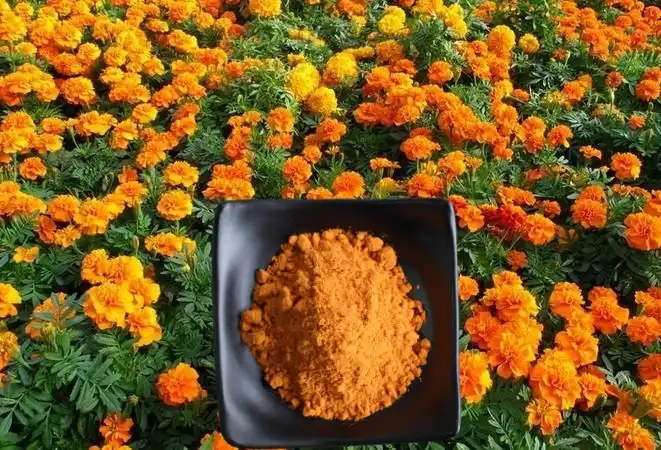 Marigold Extract Powder Marigold Extract Powder