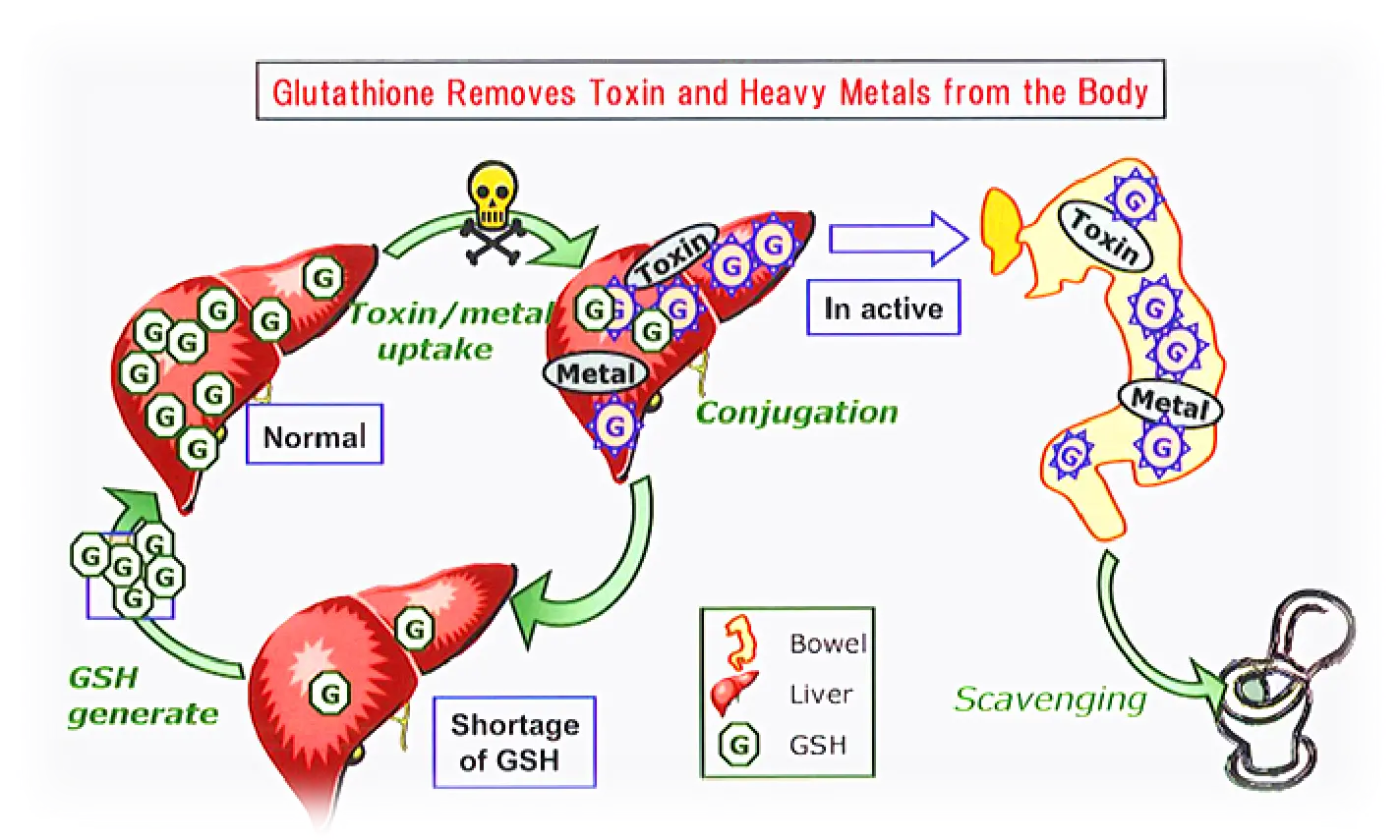 L Glutathione Powder Function L Glutathione Powder Function