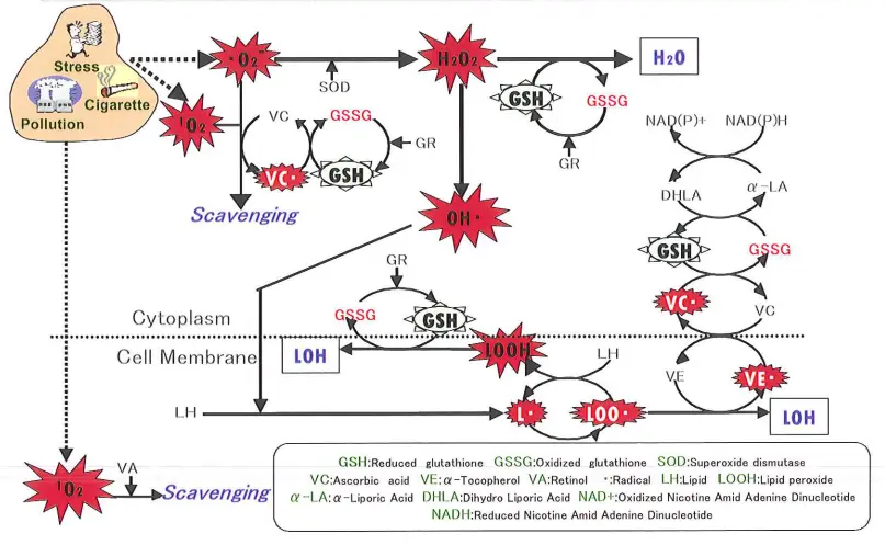 L Glutathione Powder Function L Glutathione Powder Function