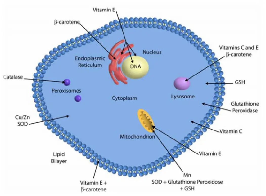 Glutathione in Alcohol Detoxification Glutathione in Alcohol Detoxification