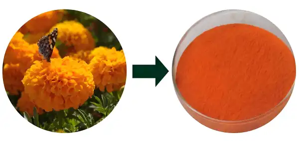 Natural Lutein Powder Natural Lutein Powder