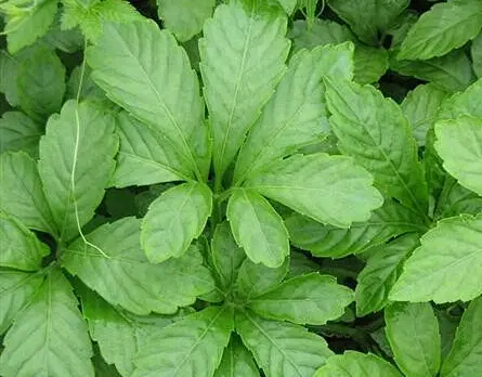 Gynostemma pentaphyllum Gynostemma pentaphyllum