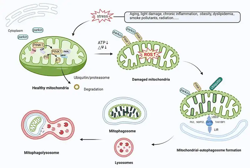 Mitophagy Pathway