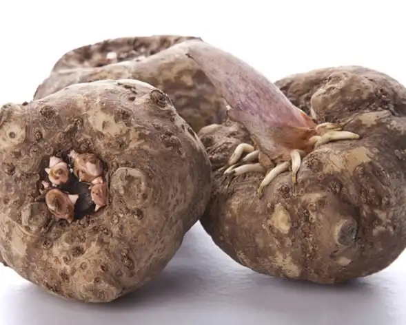 konjac root