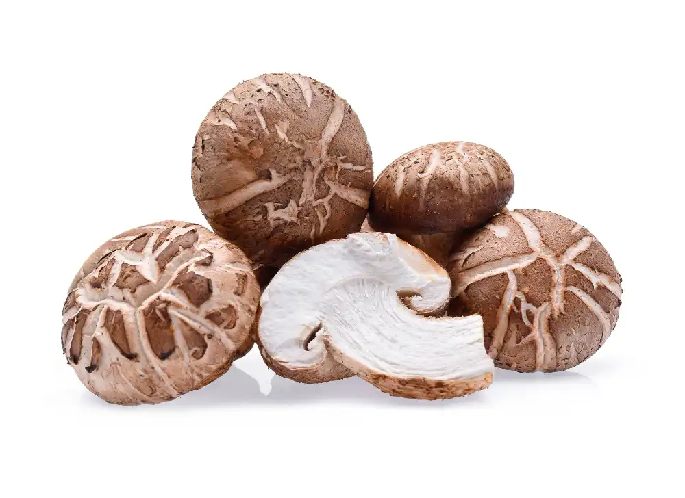 shiitake mushroom