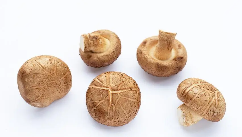 shiitake shiitake