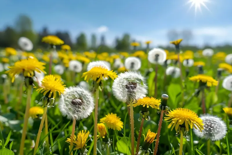 dandelion plants dandelion plants