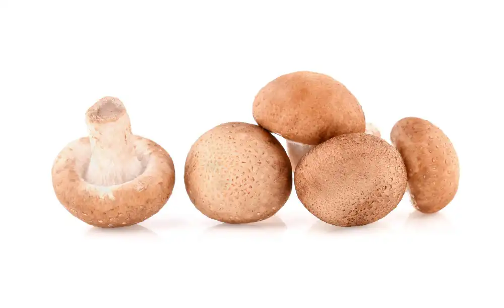 shiitake mushroom