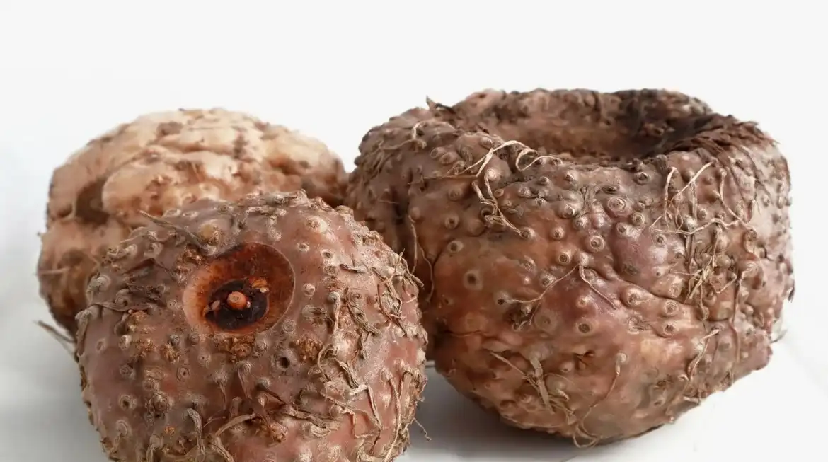 konjac plant root konjac plant root