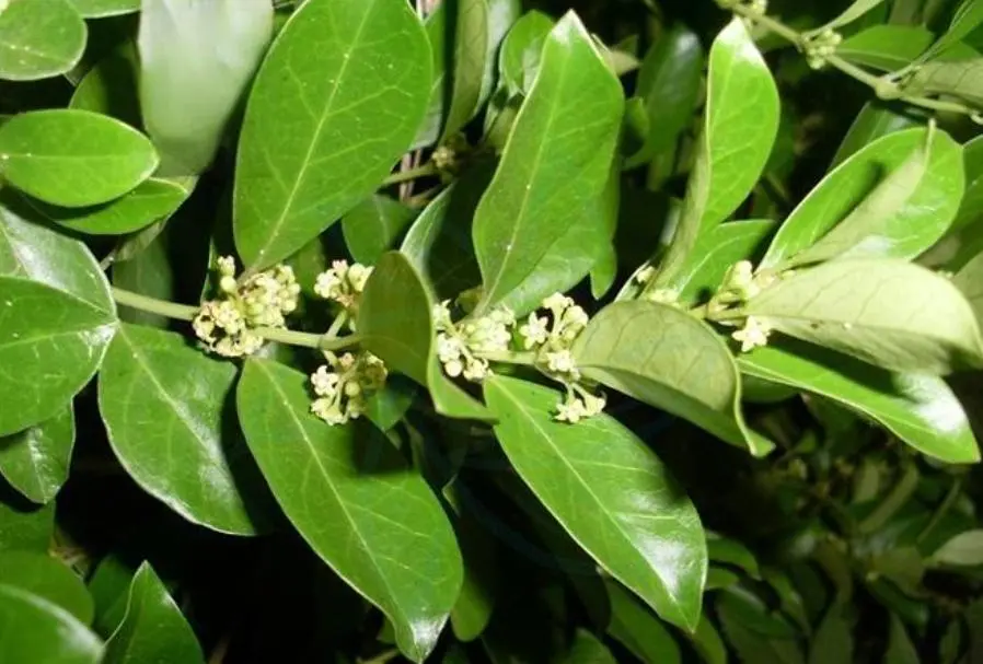 Gymnema Sylvestre Gymnema Sylvestre