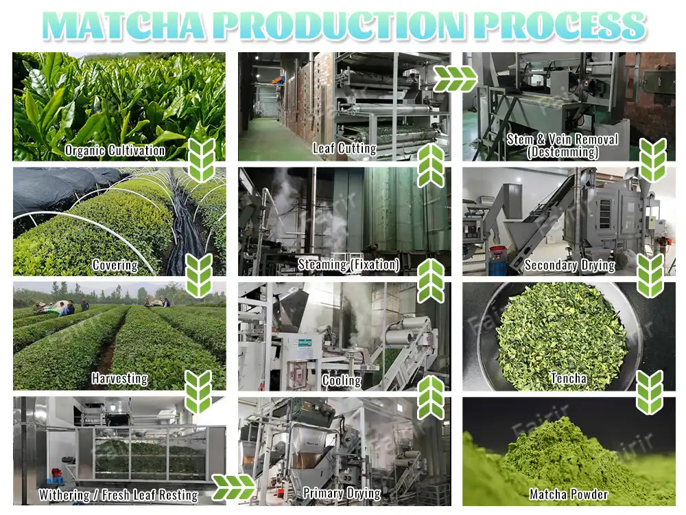 production process of matcha powder