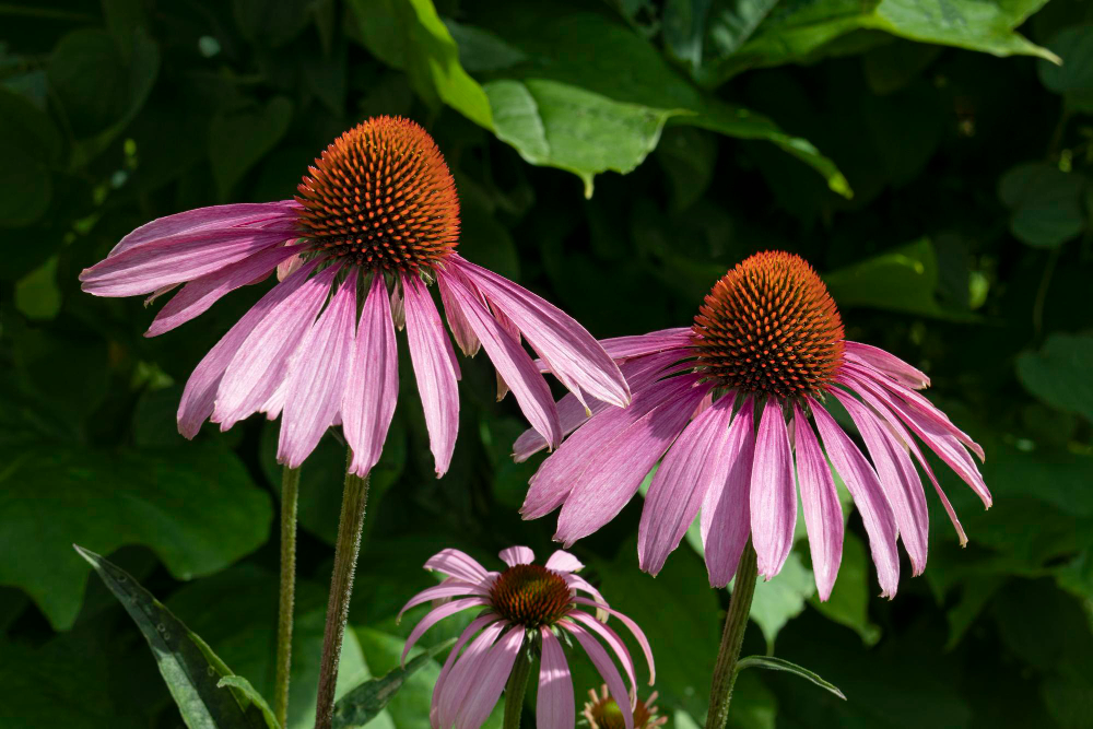Echinacea purpurea