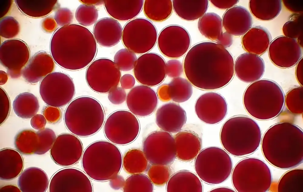 Haematococcus pluvialis microalgae