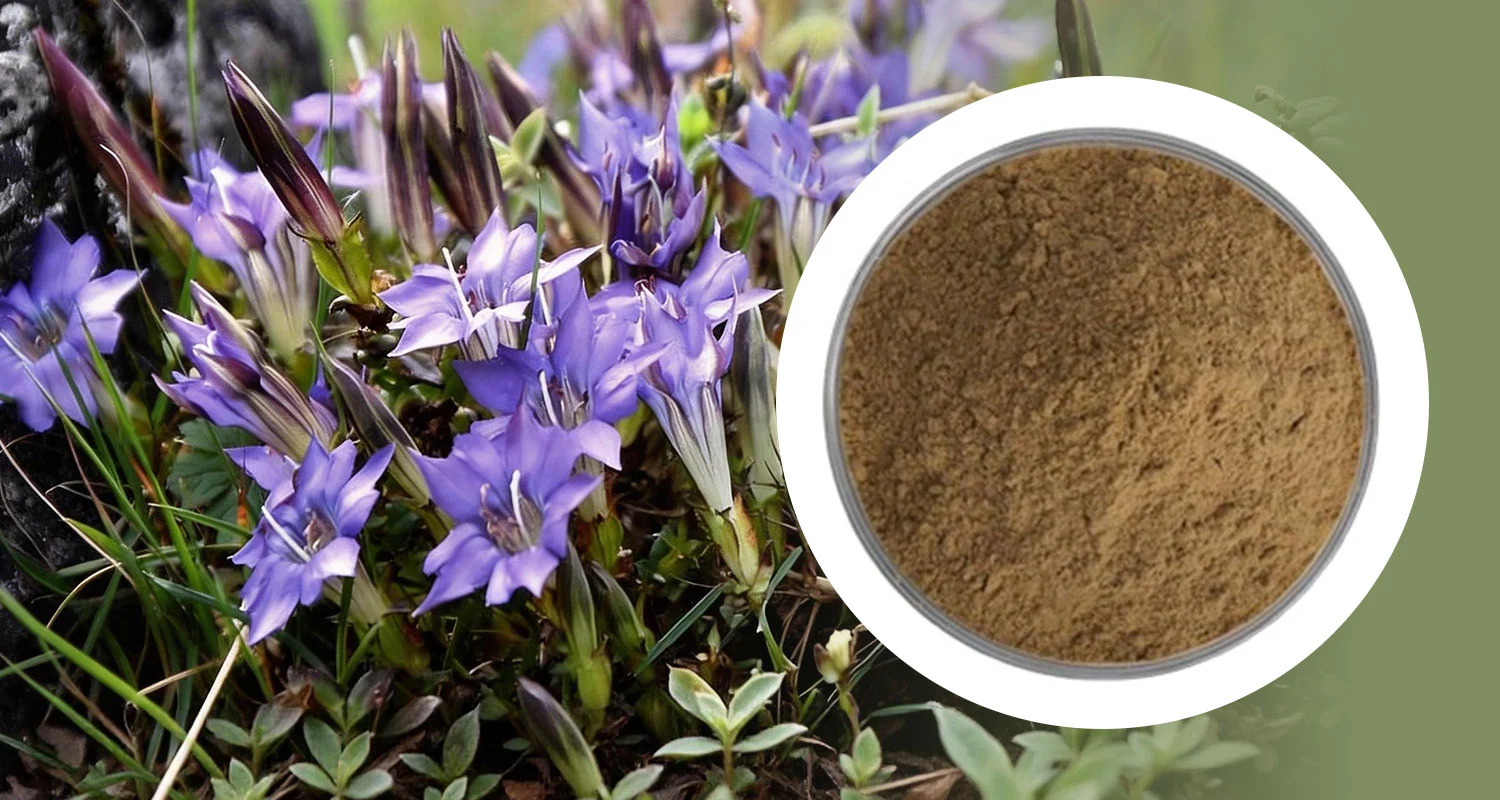 Gentiopicroside Powder Gentiopicroside Powder